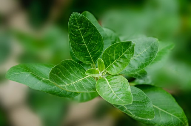 8 Proven Health Benefits Of Ashwagandha Which You Might Not Know 8 Proven Health Benefits Of Ashwagandha Which You Might Not Know