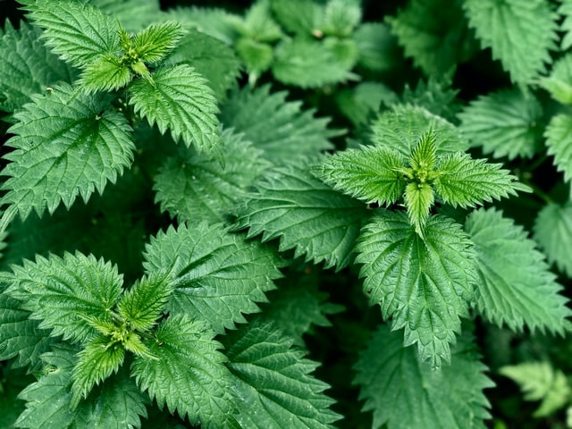 6 Proven Stinging Nettle benefits and their side effects 6 Proven Stinging Nettle benefits and their side effects